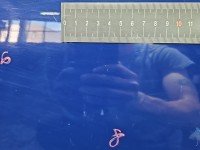 DRZWI PRZÓD LEWE KIEROWCY Toyota Corolla E12 3d granatowy 8Q4