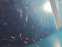 Maska przednia Fiat Freemont Brak