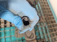 Amortyzator przód prawy przedni BMW X5 F15