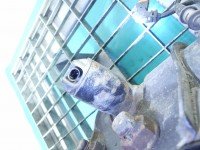 Amortyzator przód prawy przedni Mercedes CLS II C218 W218 218