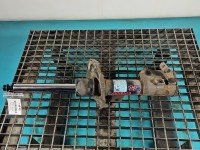 Amortyzator przód prawy przedni Kia Optima IV 15-20