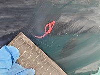 DRZWI PRZÓD LEWE KIEROWCY Vw Polo III 6N 4d grafitowy LC7V