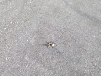 Wygłuszenie maski PODBITKA Citroen C5 II X7