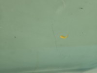 Szyba drzwi przód lewa KIEROWCY Skoda Scala 2019- HB