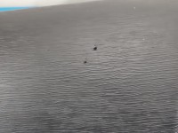 Deska rozdzielcza airbag pasażera kokpit Citroen C3 Picasso 08-17