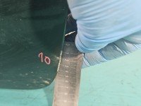 DRZWI PRZÓD PRAWE PASAŻERA Renault Megane I 5d zielony NV926