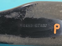 Mocowanie uchwyt Renault Kadjar