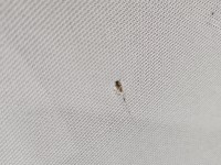 Podsufitka Hyundai Santa Fe III 12–18 85300-4ZCA0OM HB