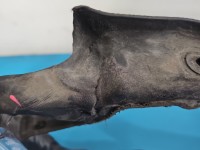 WZMOCNIENIE CZOŁOWE Pas przedni Nissan Primastar 01-14 82004-11918E, 8200411920, 8200411908