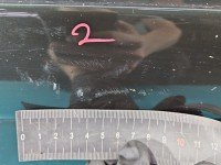 DRZWI PRZÓD LEWE KIEROWCY Audi A2 5d grafitowy LZ6S