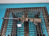 Amortyzator przód prawy przedni Ford Mondeo Mk5