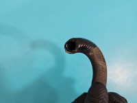 Przewód wspomagania Ford Galaxy Mk2 06-15 6G913A212AF