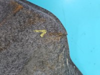 Osłona Producent części: FORD, podwozia, CV61-6E049-AB Ford Kuga Mk2 II 13-19 1.5 Ecoboost