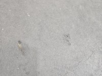 Wygłuszenie maski PODBITKA Skoda Octavia III