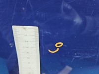 Drzwi tył lewe Opel Corsa E HB 5d Z20z