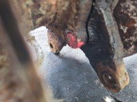 Most tylny DYFER tył Opel Monterey 3.2 24V