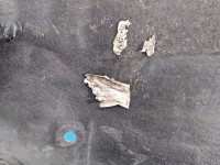 Nadkole przód prawe AUDI Q7 II 4M