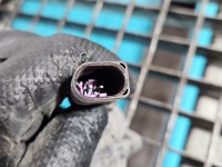 Amortyzator tył prawy AUDI Q5 8R 08- HB tylny