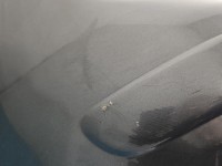 Zderzak tył Peugeot 5008 Ktpd HB