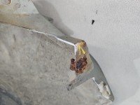 Błotnik przód lewy Renault Kangoo II beżowy TEC66