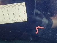 DRZWI PRZÓD LEWE KIEROWCY Jeep Compass I 06-16 5d granatowy