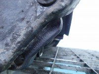 Most tylny DYFER tył Mercedes CLS II C218 W218 218 2183505900, A2043510408, 2068716 4.7 V8 (278922)