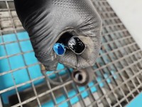 Amortyzator tył lewy BMW X6 E71 HB tylny