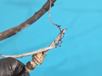 Hamulec ręczny elektryczny Renault Scenic II 8200396849, 02649080840