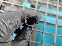 Amortyzator przód lewy przedni Audi A6 C6