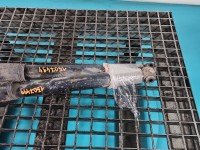 Amortyzator tył komplet tylny lewy prawy Mercedes CLS II C218 W218 218 L+P