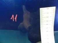 DRZWI PRZÓD LEWE KIEROWCY Hyundai Getz 3d granatowy BLUE ONYX [3E]