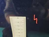 DRZWI PRZÓD PRAWE PASAŻERA Fiat Tipo II 15- 5d granatowy 717/A