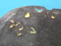 Wygłuszenie maski PODBITKA Land rover range Evoque I 11-18