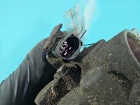 Sprężarka klimatyzacji kompresor 6Q0820803D Seat Cordoba II 6L 1.4 tdi (AMF)