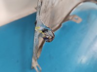 Błotnik przód prawy AUDI A6 C7 srebrny, LX7W