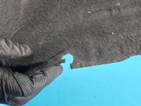 Wygłuszenie maski PODBITKA Citroen C4 Cactus 14-20