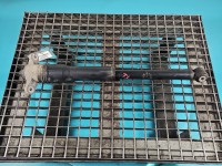 Amortyzator tył lewy Hyundai Elantra VII 20- sedan tylny