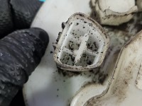 pompka Pompa paliwa Toyota Auris I 1.4 VVT-I 7CMA055, 77020-02130 TOYOTA, 4 PIN DENSO