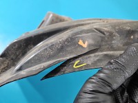 Nadkole przód lewe Isuzu D-Max II 11-19