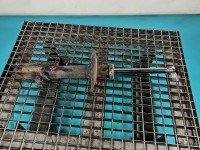 Amortyzator przód lewy przedni Hyundai Ix35