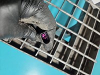 Amortyzator przód prawy przedni Audi A8 D3