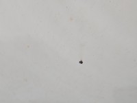 Maska przednia Renault Master II biały