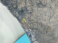 Zderzak przód Skoda Superb III brązowy LF8V