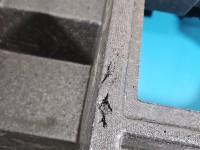 Wkład styropian bagażnika koła zapasowego Toyota C-HR I 16-23 64991-F4010
