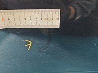 DRZWI PRZÓD LEWE KIEROWCY Renault Megane IV 4d grafitowy TEKPN