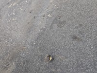 Wygłuszenie maski PODBITKA Citroen C5 II X7