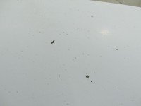 Maska przednia Opel Movano I biały 0389