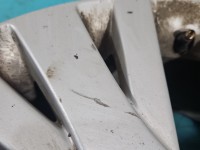 alufelgi felgi 17" komplet Mazda 6 II GH R17 Szerokość felgi: 8.0", 5x114.3, Odsadzenie (ET): 60, Producent felg: Mazda,...