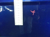 DRZWI PRZÓD LEWE KIEROWCY Hyundai Getz 3d granatowy BLUE ONYX [3E]