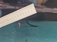 DRZWI PRZÓD PRAWE PASAŻERA Subaru Tribeca 05-14 5d czarny